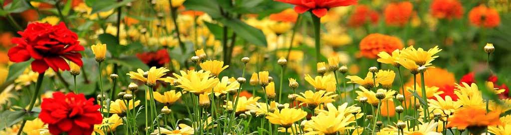 Blumenwiese